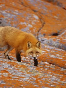 Preview wallpaper fox, hunting, rocks, hide