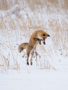 Preview wallpaper fox, jump, hunting, animal, snow, winter