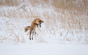 Preview wallpaper fox, jump, hunting, animal, snow, winter