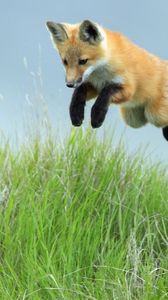 Preview wallpaper fox, jump, legs, grass