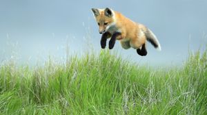 Preview wallpaper fox, jump, legs, grass