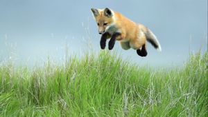 Preview wallpaper fox, jump, legs, grass