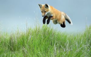 Preview wallpaper fox, jump, legs, grass