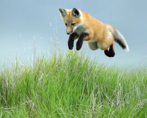Preview wallpaper fox, jump, legs, grass