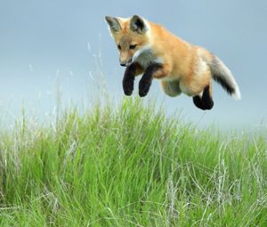 Preview wallpaper fox, jump, legs, grass