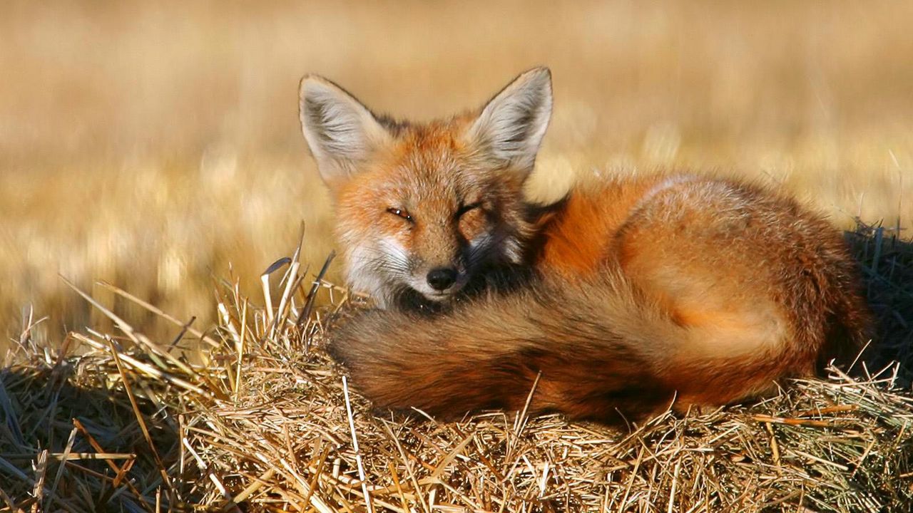 Wallpaper fox, lie, lay, warm