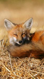 Preview wallpaper fox, lie, lay, warm