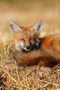 Preview wallpaper fox, lie, lay, warm