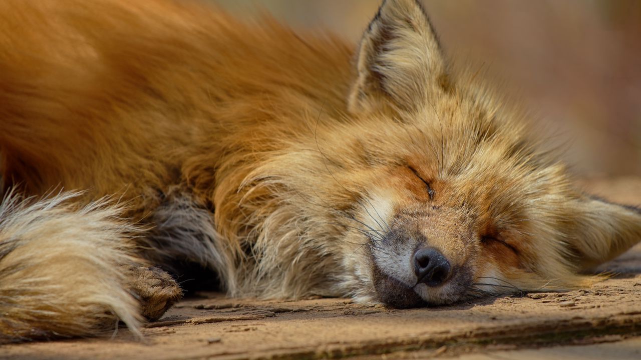 Wallpaper fox, lies, muzzle, predator