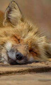 Preview wallpaper fox, lies, muzzle, predator