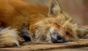 Preview wallpaper fox, lies, muzzle, predator