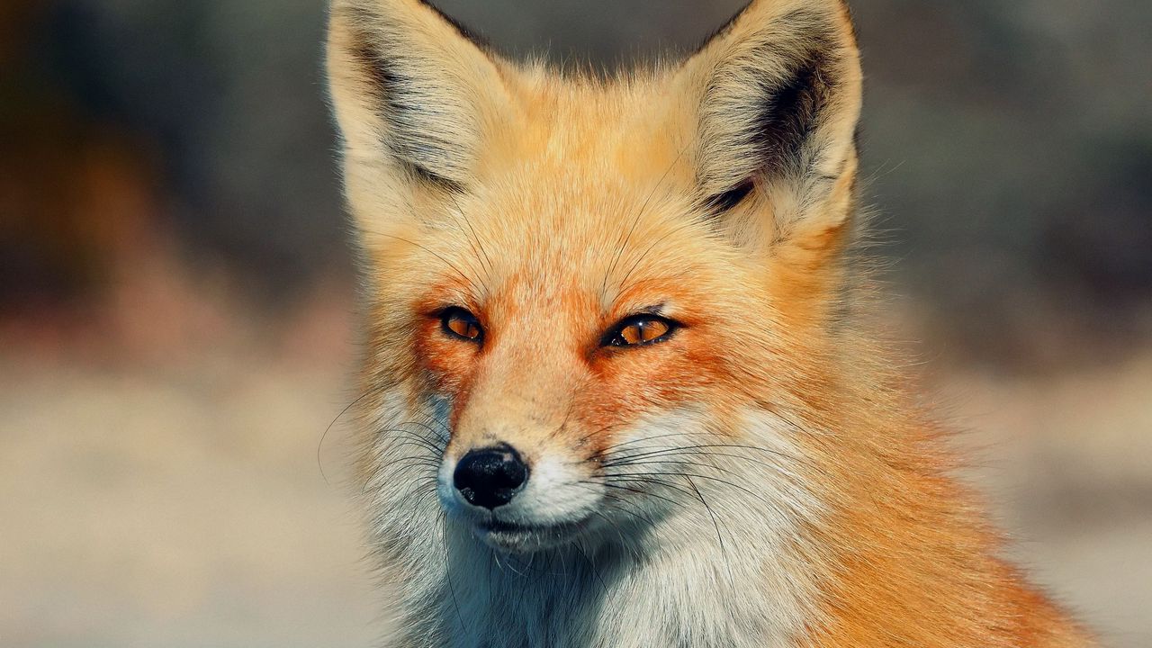 Wallpaper fox, look, eyes