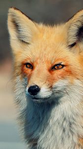 Preview wallpaper fox, look, eyes