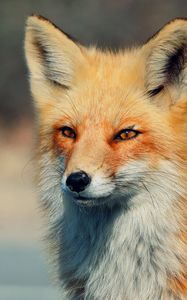 Preview wallpaper fox, look, eyes