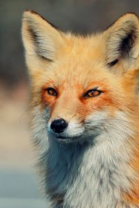 Preview wallpaper fox, look, eyes