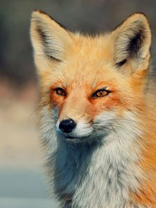Preview wallpaper fox, look, eyes