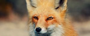 Preview wallpaper fox, look, eyes