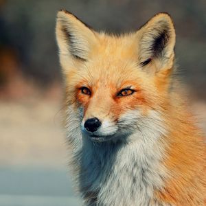 Preview wallpaper fox, look, eyes