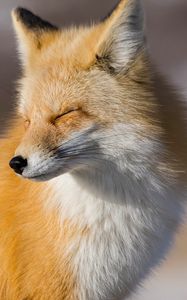 Preview wallpaper fox, look, muzzle