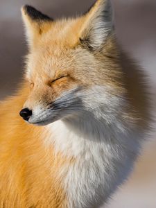 Preview wallpaper fox, look, muzzle