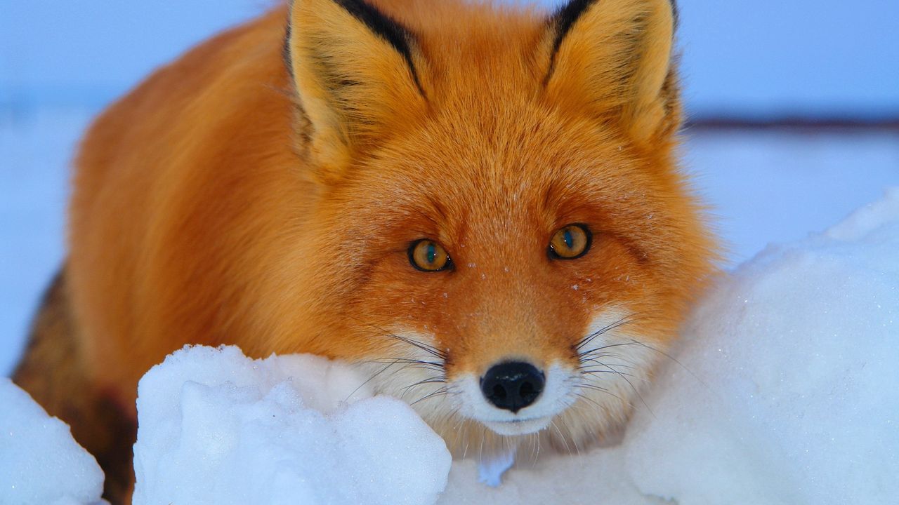 Wallpaper fox, look, muzzle, animal, fear
