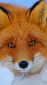 Preview wallpaper fox, look, muzzle, animal, fear