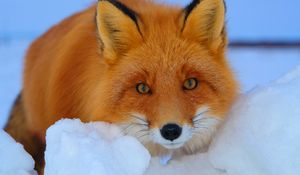 Preview wallpaper fox, look, muzzle, animal, fear