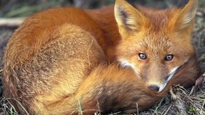 Preview wallpaper fox, lying, rest, warm
