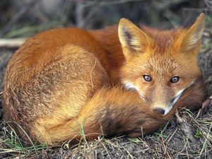 Preview wallpaper fox, lying, rest, warm