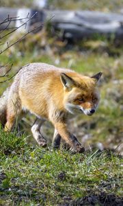 Preview wallpaper fox, movement, wildlife, animal