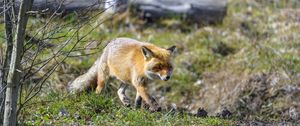 Preview wallpaper fox, movement, wildlife, animal