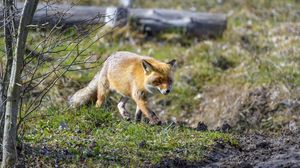 Preview wallpaper fox, movement, wildlife, animal