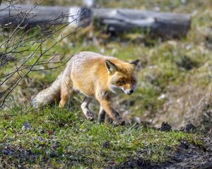 Preview wallpaper fox, movement, wildlife, animal