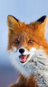 Preview wallpaper fox, muzzle, background, eyes, animal