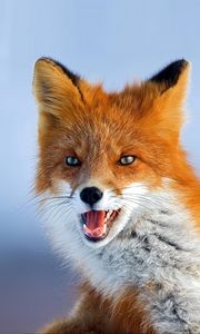 Preview wallpaper fox, muzzle, background, eyes, animal