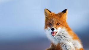 Preview wallpaper fox, muzzle, background, eyes, animal