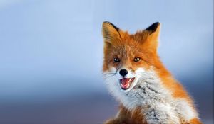 Preview wallpaper fox, muzzle, background, eyes, animal