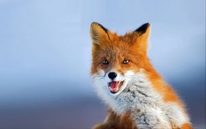 Preview wallpaper fox, muzzle, background, eyes, animal