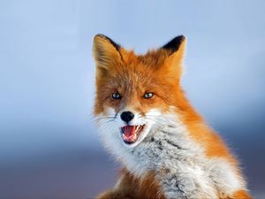 Preview wallpaper fox, muzzle, background, eyes, animal