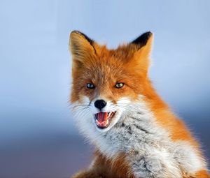 Preview wallpaper fox, muzzle, background, eyes, animal