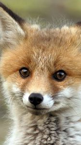 Preview wallpaper fox, muzzle, eyes