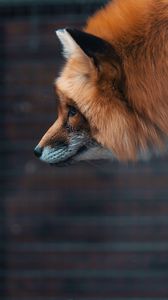 Preview wallpaper fox, muzzle, furry, beast, wildlife