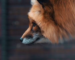 Preview wallpaper fox, muzzle, furry, beast, wildlife
