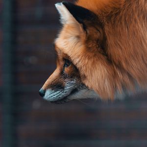 Preview wallpaper fox, muzzle, furry, beast, wildlife