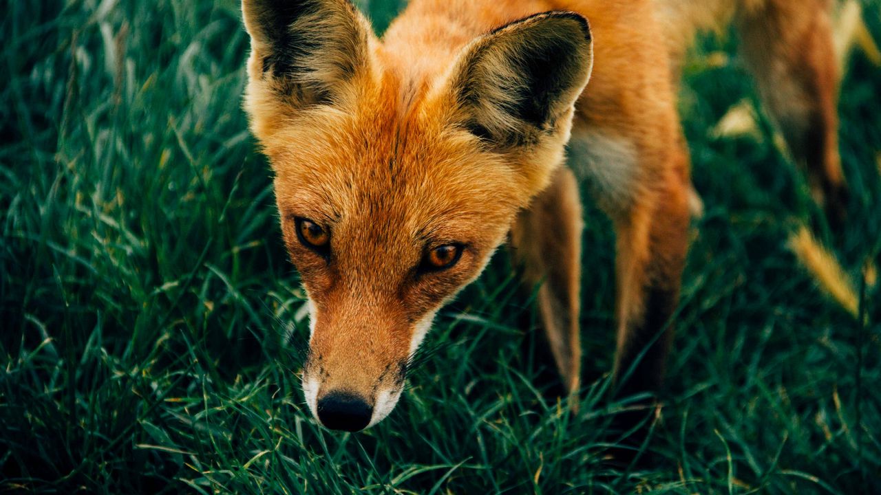 Wallpaper fox, muzzle, grass