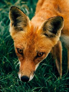 Preview wallpaper fox, muzzle, grass