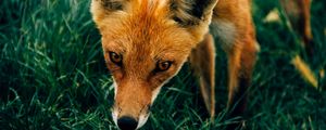 Preview wallpaper fox, muzzle, grass
