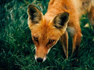 Preview wallpaper fox, muzzle, grass