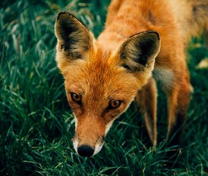 Preview wallpaper fox, muzzle, grass