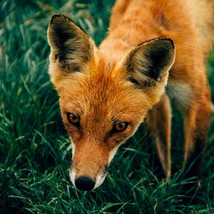 Preview wallpaper fox, muzzle, grass
